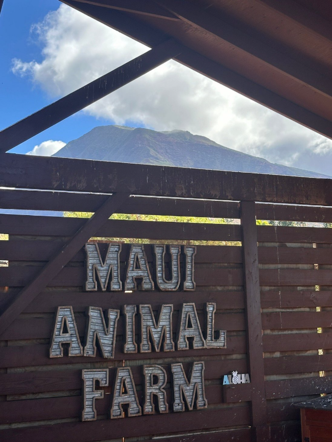 Maui Animal Farm: Your Family’s Next Favorite Destination